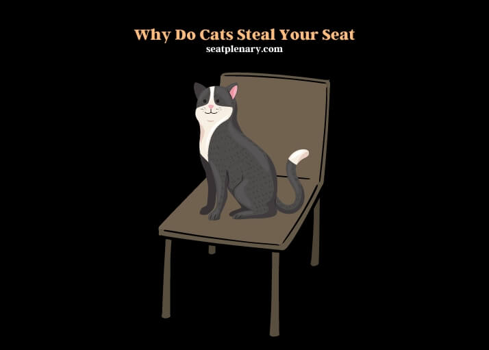 why do cats steal your seat